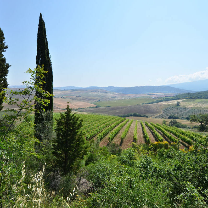 Azienda Agricola Tiberi Mireno — foto 8
