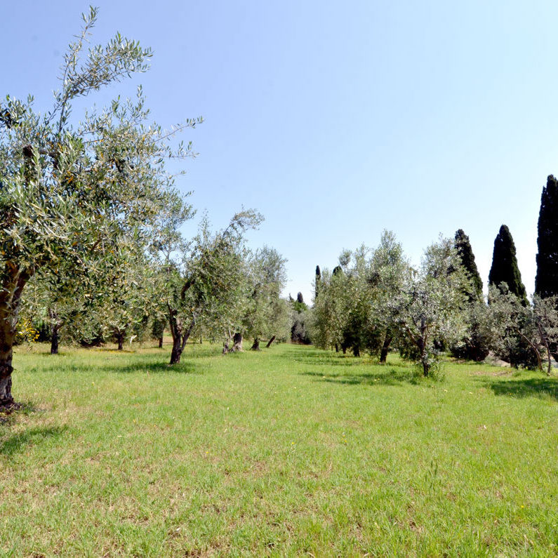 Azienda Agricola Tiberi Mireno — foto 2