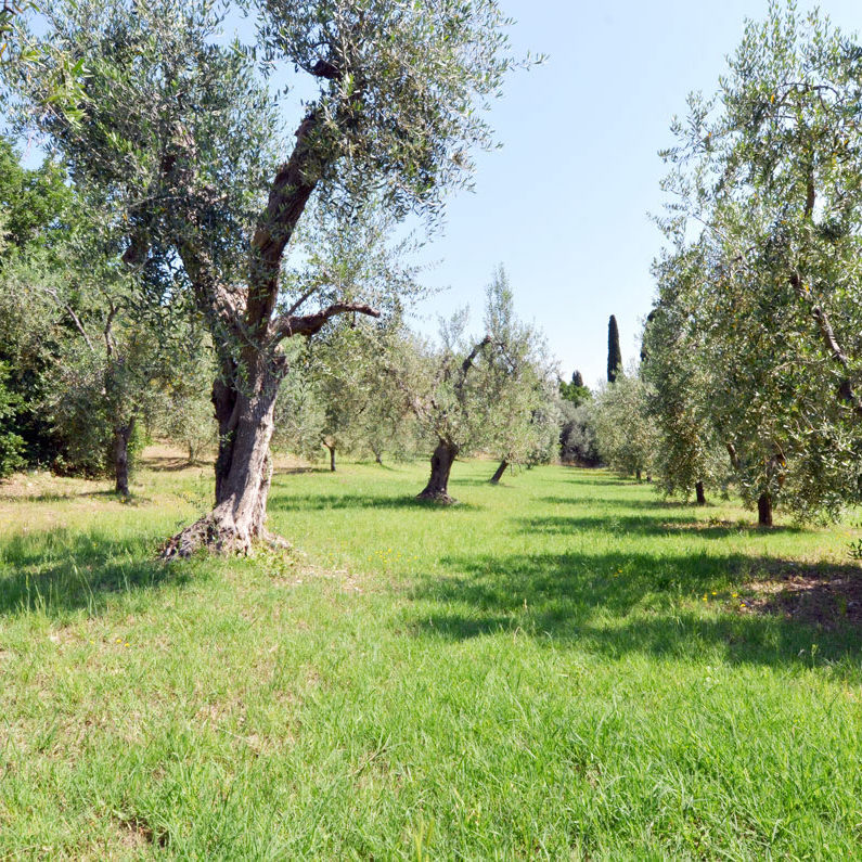 Azienda Agricola Tiberi Mireno — foto 3